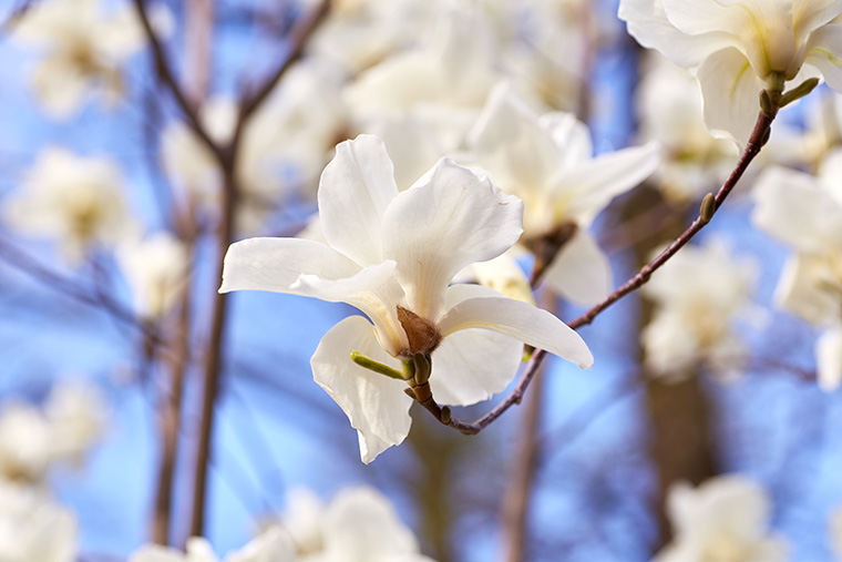 春天里的白色玉兰花